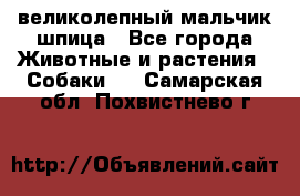 великолепный мальчик шпица - Все города Животные и растения » Собаки   . Самарская обл.,Похвистнево г.